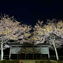 夜桜ライトアップ